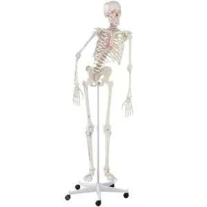 ERLER ZIMMER „PETER” csontváz modell hajlékony gerincoszloppal és kijelölt izmokkal