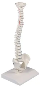 Erler Zimmer Emberi gerinc - kicsinyített modell