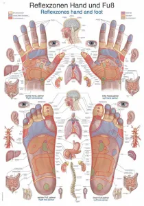 Erler Zimmer anatómiai poszter - A kéz és a talp reflexzónái