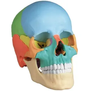 ERLER ZIMMER emberi koponya modell - 22 részes didaktikai modell