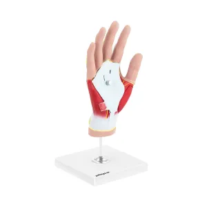 Anatómiai modell - kéz - négyrészes - eredeti méret - izomdegeneráció | physa