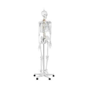 Emberi csontváz modell - életnagyságú | physa #481604