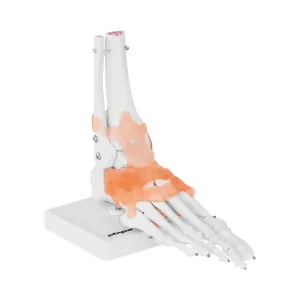 Lábfej csontváz és funkcionális lábfej modell | physa #481546