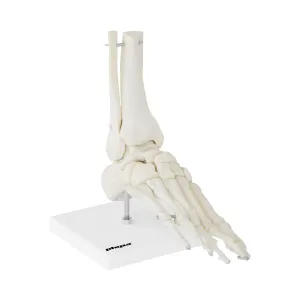 Lábfej csontváz és funkcionális lábfej modell | physa