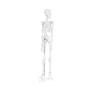 Mini csontváz - 45 cm - méretarány 1:4 | physa