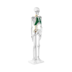 Mini csontváz 85 cm | physa