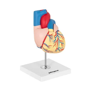 Szívmodell - 2 részre bontható - életnagyságú méret | physa