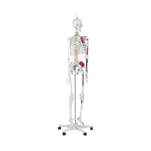 Emberi csontváz modell - életnagyságú | physa #481603
