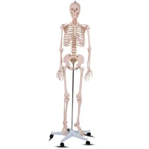 Anatómiai csontváz modell állvánnyal